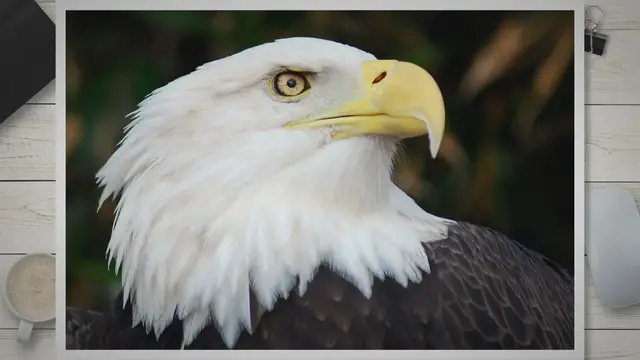 Video thumbnail for Do Bald Eagles Eat Snakes? Unraveling the Mystery of Bald Eagles' Snake Diet