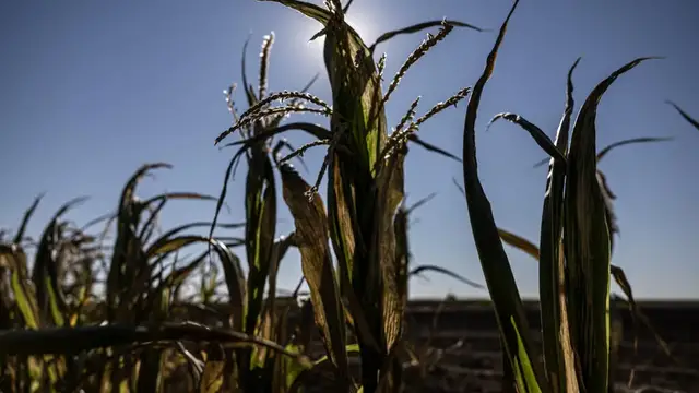 Video thumbnail for France announces €1 billion aid for farmers after climate-hit summer