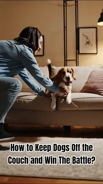 'Video thumbnail for How to Keep Dogs Off the Couch and Win The Battle'