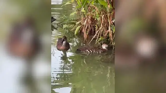 Video thumbnail for Ducks Ask Passerby To Rescue Seemingly-Dead Friend | Happily TV