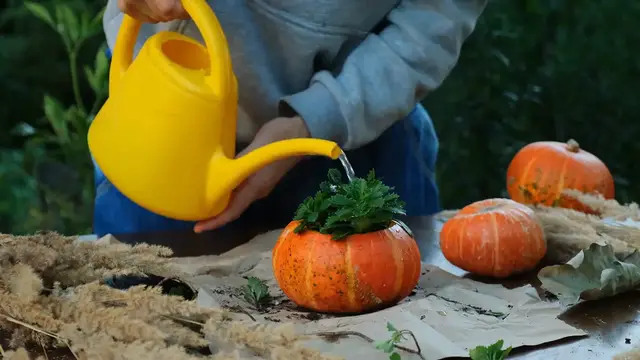 Video thumbnail for Common Succulent Problems and Solutions