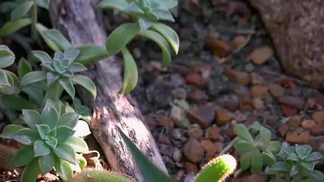 Video thumbnail for Jade Plant Varieties