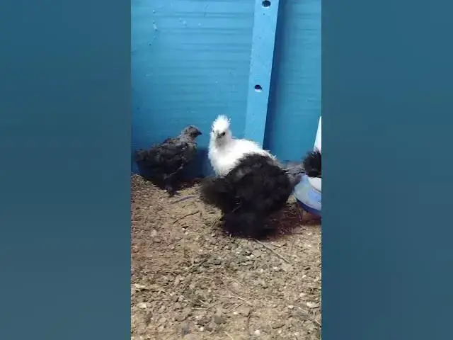 Video thumbnail for Silkie Chicks Sep 20, 2022 #Shorts