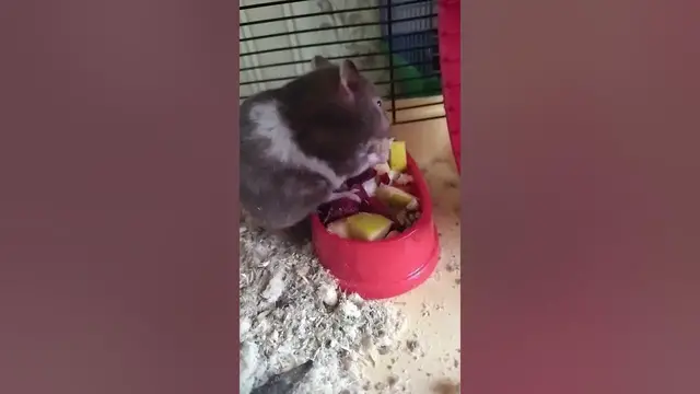 Video thumbnail for What is a hamsters favorite food?😃😘#shorts