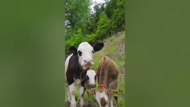 Video thumbnail for Are calves female or male? #shorts