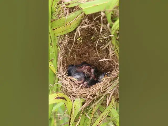 Video thumbnail for Baby bird waiting Feed in Nest Mother Bgrown bitd feeding EP#100 #birdslover #birdwatch #wildlife #n