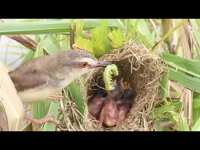 Video thumbnail for Precious Bond: Stripe-Throated Bulbul Nurtures Baby Birds in Nest