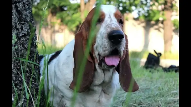 Video thumbnail for Basset Hound: History