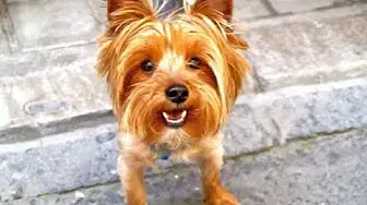 Video thumbnail for 12 Pros and Cons of Owning a Yorkshire Terrier