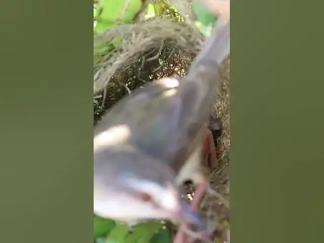 Video thumbnail for Bird Feed Baby in Nest #birds #nest #babyanimal #birdnestandbaby #babybird #nestfornewbies #sparrow