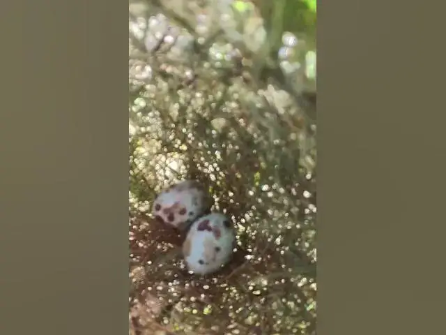 Video thumbnail for Babies  Bird  #wildbirdlife #birdwatching #birdslover #birdnestandbaby #birdwatch #birdsounds #