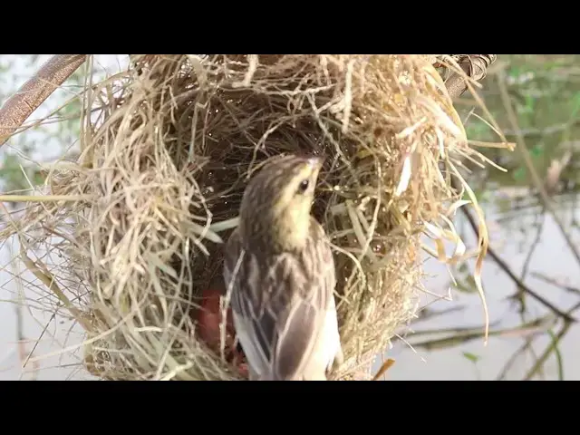 Video thumbnail for Female Golden Bird Feeding baby in Nest every Days  @ViralBirdNest