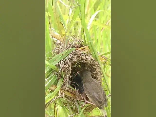 Video thumbnail for Baby Birds Hunt for Grasshoppers Eat EP#274 #birds #birdslover #finch #finchfinch #petbird #nature
