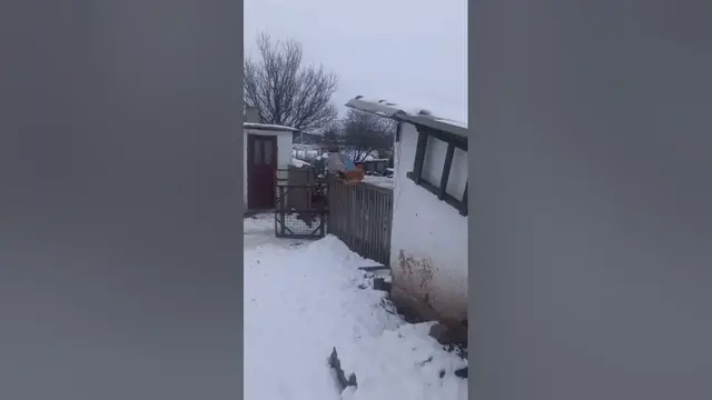 Video thumbnail for The chicken is sitting on the fence.#shorts