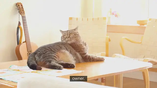'Video thumbnail for Training Senior Cats'