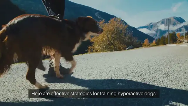 Video thumbnail for Training Hyperactive Dogs