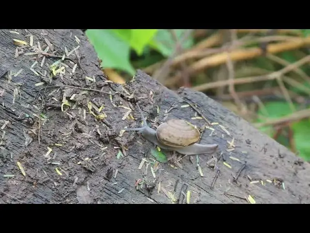 'Video thumbnail for Wow white Snail waking after rain'