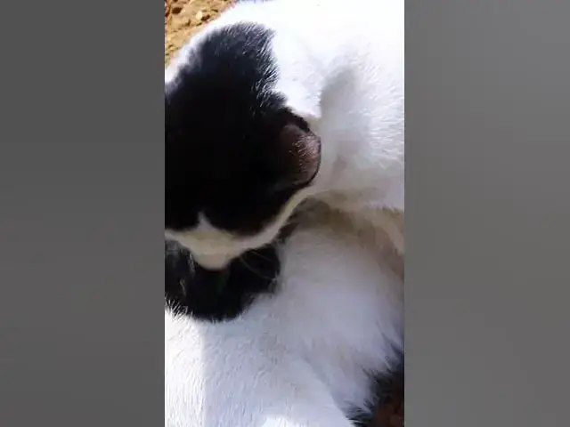 Video thumbnail for cute of ice Cat 7 #cat #shortcat #catchcatch #bitcat  #animals #cute #catlover  #cutecat