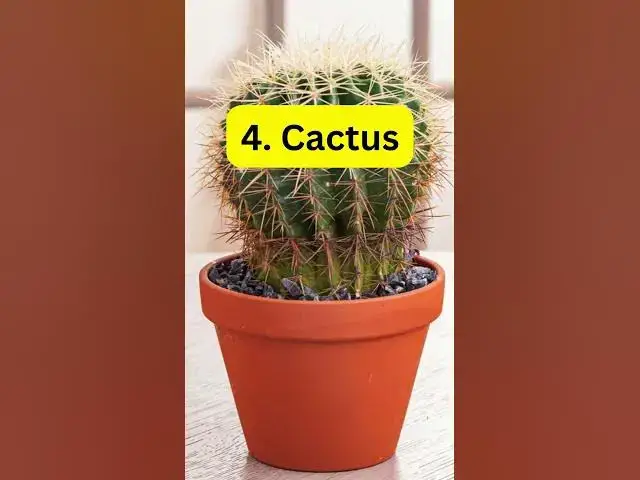 'Video thumbnail for 10 Non Toxic Plants for Dogs and Cats at Home #houseplants #indoorplants #plants'
