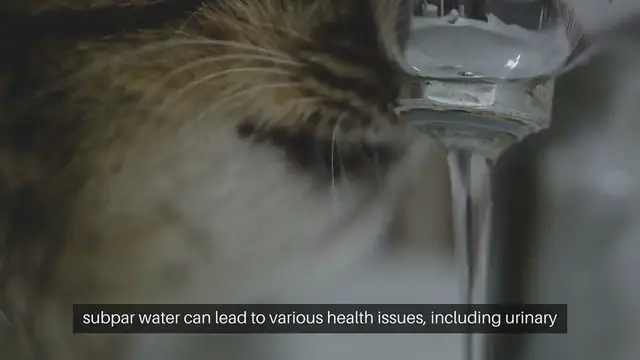 Video thumbnail for Cat Water Quality Standards
