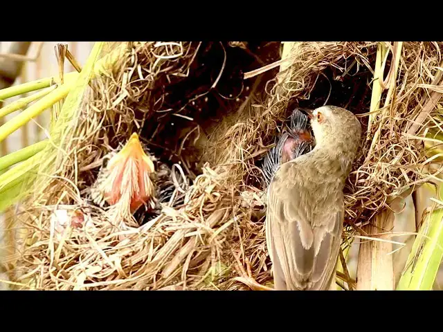 Video thumbnail for Wildlife Wonder: Stripe-Throated Bulbul Feeding Hungry Nestlings @ViralBirdNest