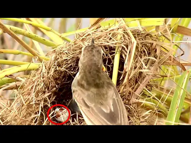 Video thumbnail for Mother grown bird catch insect to feed babies eat in nest @ViralBirdNest