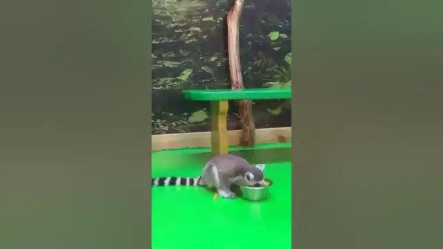 Video thumbnail for Are lemurs a type of monkey?#shorts