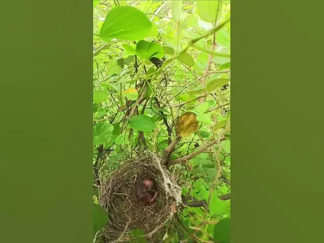 Video thumbnail for Peacock Bird Babies in Nesr AP#021 #Feedigbirds #nature #shortvideo #viralvideo #birds #farming