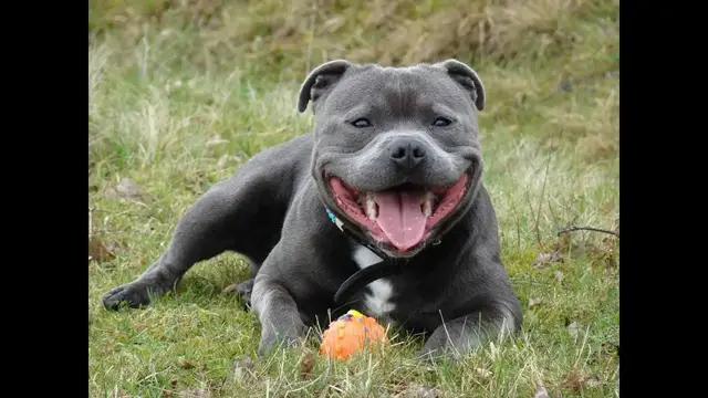 Video thumbnail for 27 Pros and Cons of Owning a Staffordshire Bull Terrier