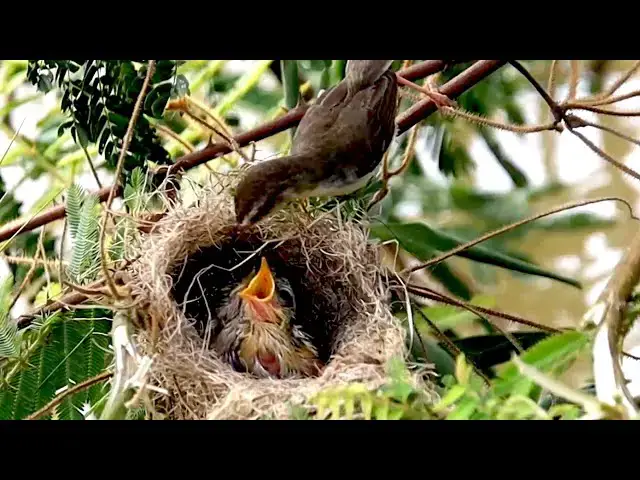 'Video thumbnail for In nest baby's bird wait eat food | All nest store baby's bird'