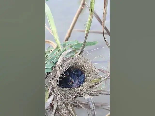 Video thumbnail for Babies Bird viral Bird Birdviral#033 #newbornkids  #viral #trending #shorts #short  #birdwatching #