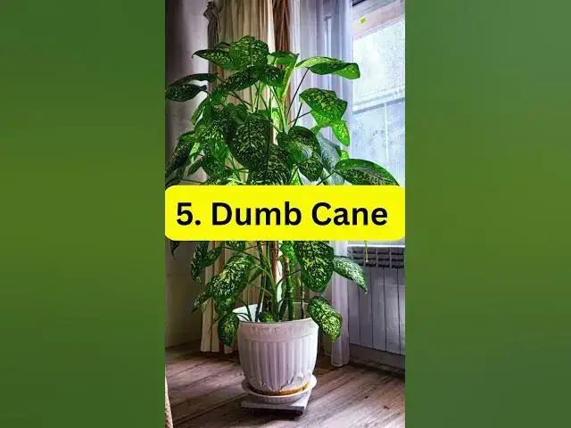 'Video thumbnail for 7 Plants That Grow Without Sunlight  #plants #houseplants #indoorgardening'