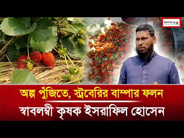Video thumbnail for অল্প পুঁজি ও স্বল্প শ্রমে, বাংলাদেশে পরিচিত হয়ে উঠেছে বিদেশি ফল স্ট্রবেরি