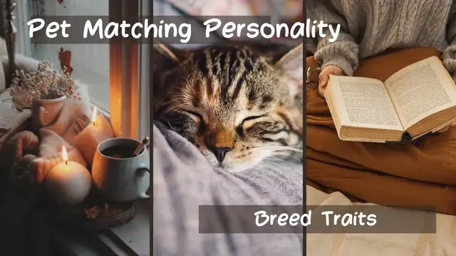 Video thumbnail for Choosing a Pet Matching Personality to Breed Traits