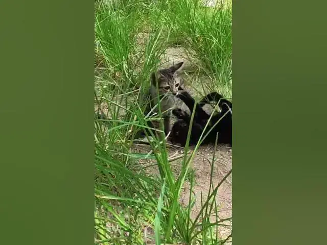 Video thumbnail for Cute of black babies cat 1 #cat #shortcat #catchcatch #bitcat  #animals #cute #catlover  #cutecat