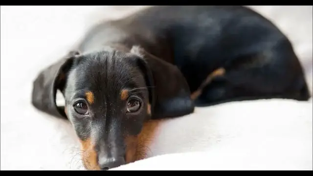 Video thumbnail for Dachshund: Male and Female Dog Names
