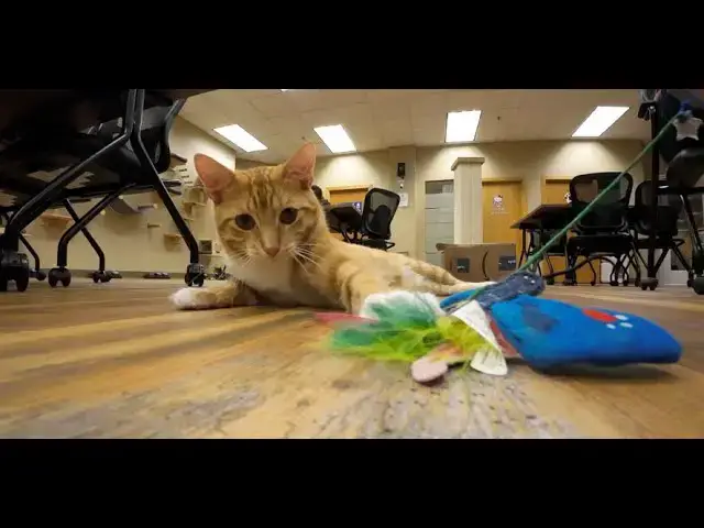 Video thumbnail for Plants Perk Cat Cafe in Oshkosh Wi | i3xCx & Apey