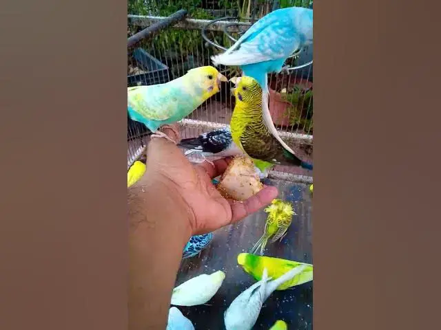 'Video thumbnail for 💚 Magia do Periquito Australiano – Sons Suaves para a Alma🐤 Beleza do Periquito Australiano – 🐤🌿'