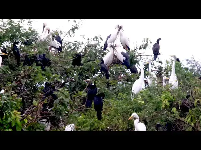 'Video thumbnail for Black bird live this place alot | All bird stay here to store baby's'