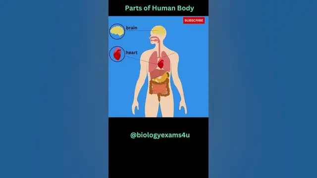 Video thumbnail for Key Organs of Human Body #biologyexams4u