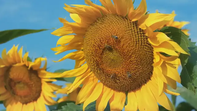 Video thumbnail for The Majestic Gladiolus Flower