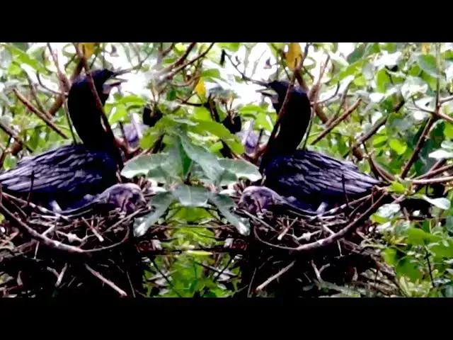 'Video thumbnail for មេសត្វក្អែកទឹក ការពារសំបុកវា ច្រើនណាស់'