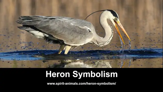 Video thumbnail for Heron Symbolism