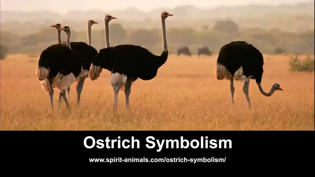 'Video thumbnail for Ostrich Symbolism'