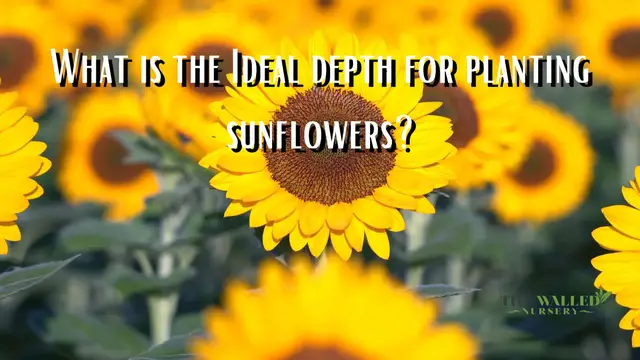 'Video thumbnail for What Is The Ideal Depth For Planting '