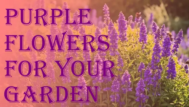 'Video thumbnail for Vibrant Purple Flowers for Gardens'