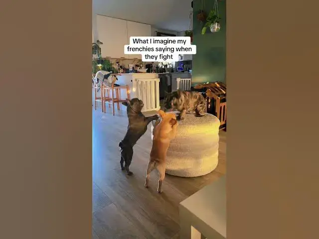 'Video thumbnail for #dogs #animals #funny ##freefire #anime'