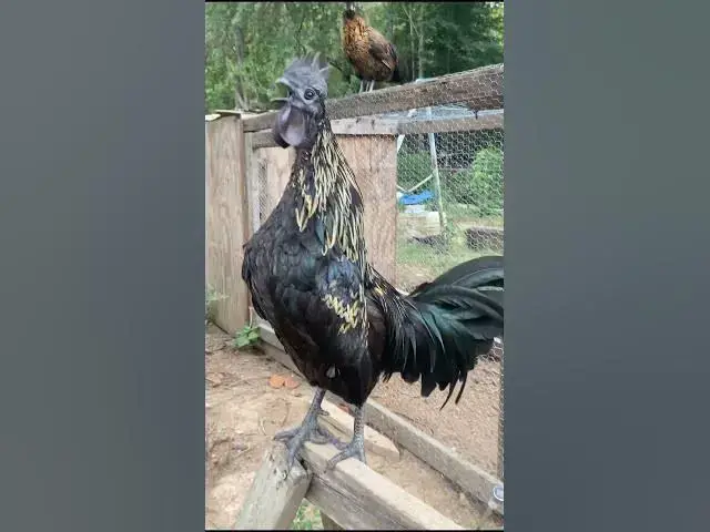 Video thumbnail for Tribute to some of the best roosters we’ve had.  All did their jobs, protecting the flock. #Roosters
