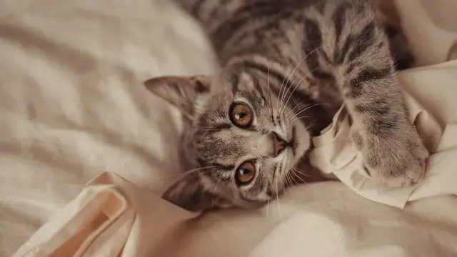 Video thumbnail for Origin and Domestication of Cats