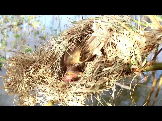 Video thumbnail for Sudan's Golden Sparrow: Nourishing Their Young with Care